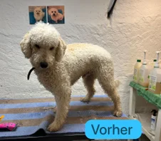 Vorher 4