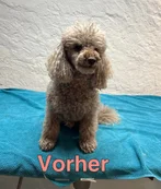 Vorher 6
